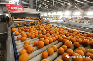 蜜桔摘下即送全國,新產(chǎn)雞蛋3天送到消費者手上,電商平臺助力加速農(nóng)產(chǎn)品上行